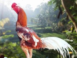Tips Memilih Anakan Ayam Bangkok Berkualitas dan Keuntungannya dalam Budidaya
