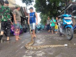 Tiga Ular Raksasa Ditangkap Warga Saat Banjir Melanda Desa Kureksari