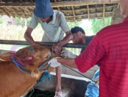 Wabah PMK Merebak di Mojokerto, Sebanyak 244 Sapi Terinfeksi dan 16 Mati