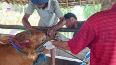 Wabah PMK Merebak di Mojokerto, Sebanyak 244 Sapi Terinfeksi dan 16 Mati
