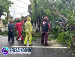 Polres Mojokerto Kota Sigap Evakuasi Pohon Tumbang Akibat Cuaca Ekstrem