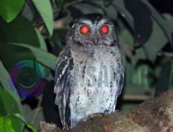 Burung Hantu dalam Adat Jawa, Pertanda Kematian atau Pelindung Gaib?