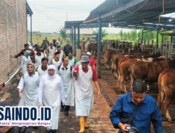 Sapi Kurban Presiden Prabowo Seberat 1,1 Ton Disiapkan di Mojokerto, Gubernur Khofifah Tinjau Langsung