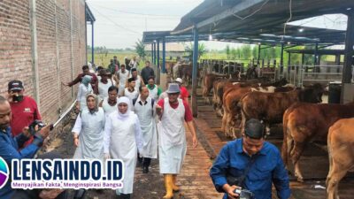 Sapi Kurban Presiden Prabowo Seberat 1,1 Ton Disiapkan di Mojokerto, Gubernur Khofifah Tinjau Langsung