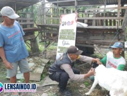 Bripka Mulyono Suntikkan Vitamin Gratis, Ratusan Kambing & Domba di Desa Bangun Kini Lebih Bugar