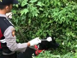 Potongan Tubuh Manusia di Pacet Diduga Korban Mutilasi, Polisi Terjunkan Anjing Pelacak
