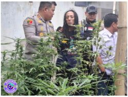 Polisi Bongkar Greenhouse Ganja di Rumah Kontrakan Jombang, 110 Batang Disita