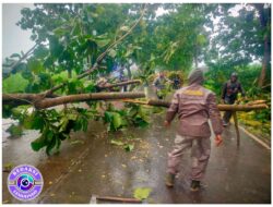 Respon Cepat Aparat Gabungan, Pohon Jati Tumbang Berhasil Dievakuasi