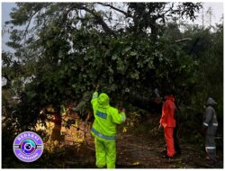 Respons Cepat Polsek Pungging Evakuasi Pohon Tumbang di Desa Tunggalpager