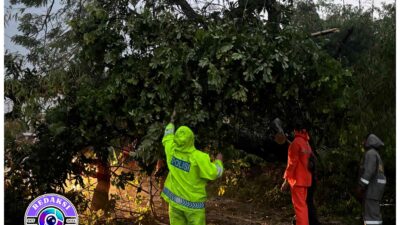 Respons Cepat Polsek Pungging Evakuasi Pohon Tumbang di Desa Tunggalpager