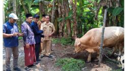 Masjid Baitul Muttaqin Desa Jampirogo Terima Bantuan Sapi Kurban dari Pemkab Mojokerto