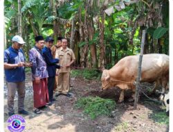 Masjid Baitul Muttaqin Desa Jampirogo Terima Bantuan Sapi Kurban dari Pemkab Mojokerto